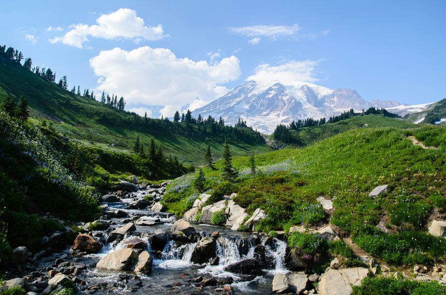 Mount Rainier with a wildflower meadow and stream in the foreground
